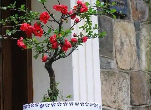 海棠树的风水禁忌,不宜放在庭院中央/窗前(影响运势)