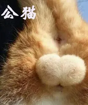 若尾巴下面有像"小蒜头"的突起物,那么是公猫; 如果没有,只看到"2朵小