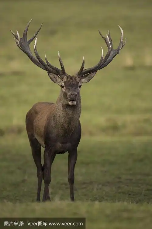 捷克共和国草原上的欧洲马鹿