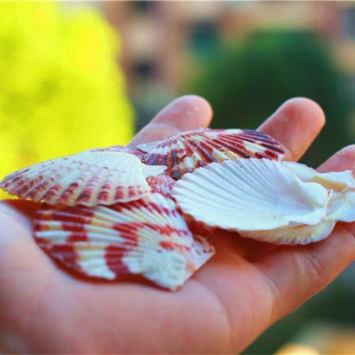 天然海螺贝壳批发花扇贝鱼缸地台贴墙相框装饰拍图摄影道具摆件