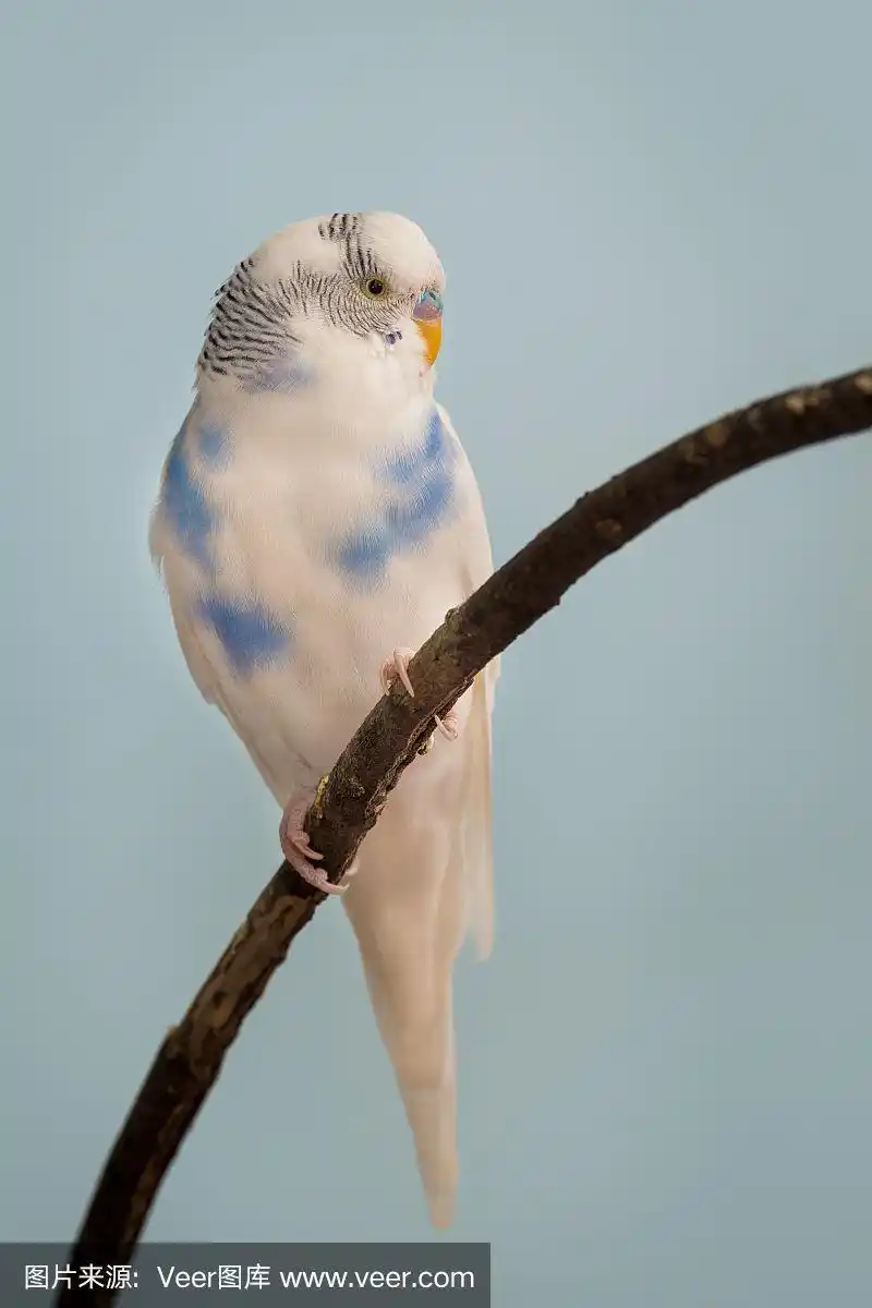 白色,蓝色,长尾鹦鹉,虎皮鹦鹉,秃树