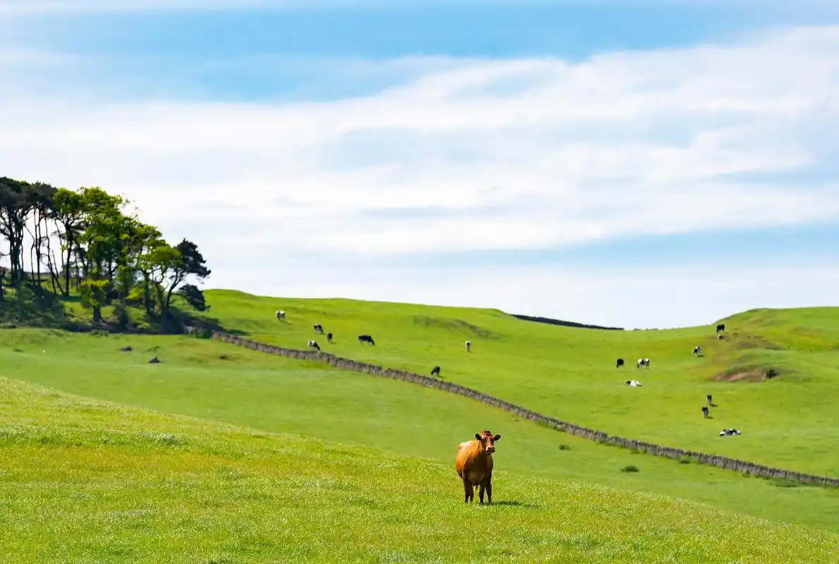 我国南方也有草原?南方第一大山地草原,誉为"南方的大草原"