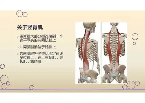 实用经竖脊肌平面阻滞治疗胸背带状疱疹疼痛 (原创)_镇痛