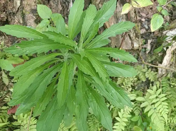 原创农村常见的草王用来煮水洗头好处多去油又防脱很多人不知道