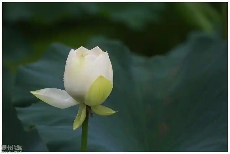 附件             (69.35 kb)    白色的花骨朵,荷塘里很多