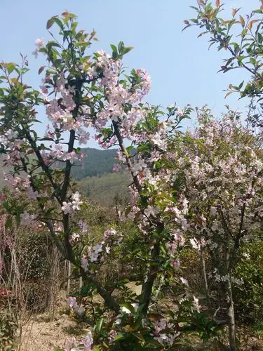 山海棠――野生,乔木,先发芽后开花,粉白色花.