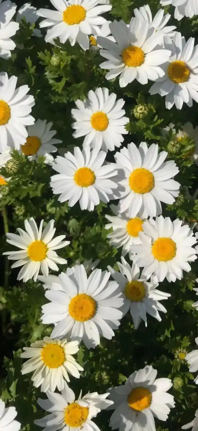 小清新,唯美,治愈系小雏菊手机壁纸,分享给你,希望你能喜欢