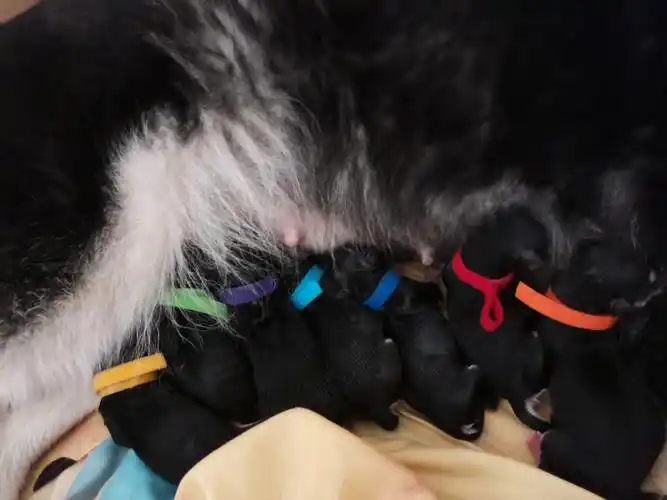 期待六个狗宝宝健康长大.#狗狗日