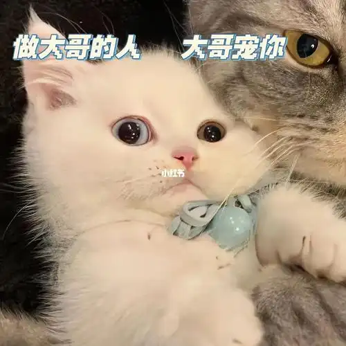 小猫咪情头好可爱哦