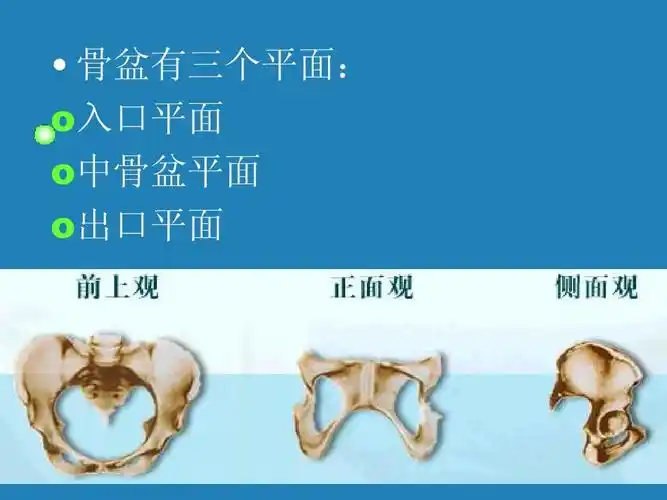 临床医学 妇产科护理学4ppt   骨 有盆个三平面: o入口平面o 骨盆中面