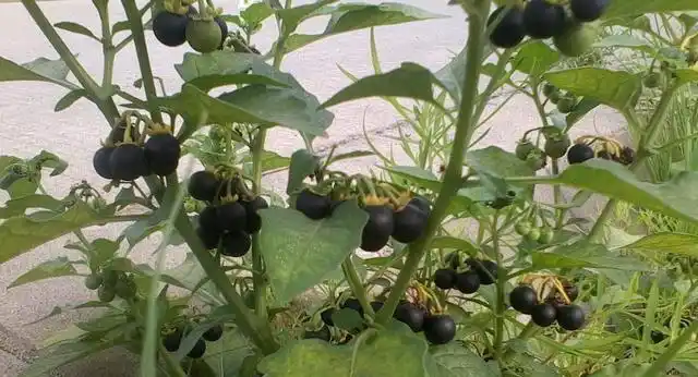 农村逐渐消失的四种水果龙葵上榜全吃过的儿孙满堂