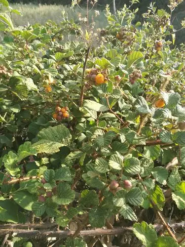 野生的黄刺果,儿时记忆中的美味.