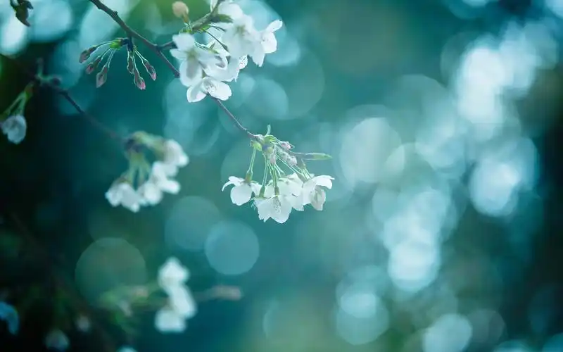 小清新植物花卉高清桌面壁纸