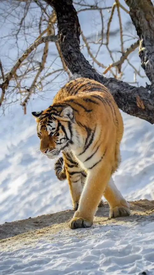 第11期影像书香俱乐部黑龙江横道河拍虎作品欣赏