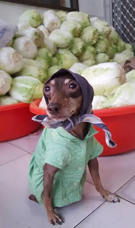 台湾汪星人小皮时尚秀图片狗界第一贵妇