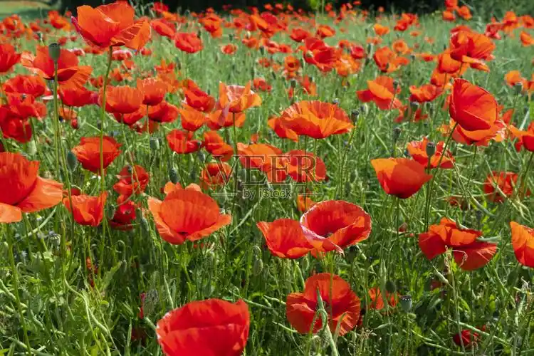 红罂粟花田照片摄影图片