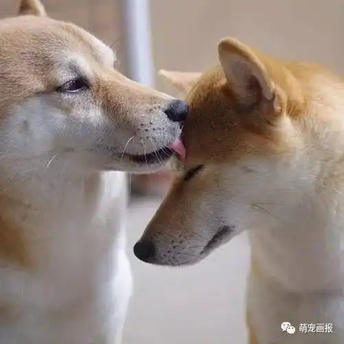 这个虐狗的日子,连阿柴都秀恩爱了!