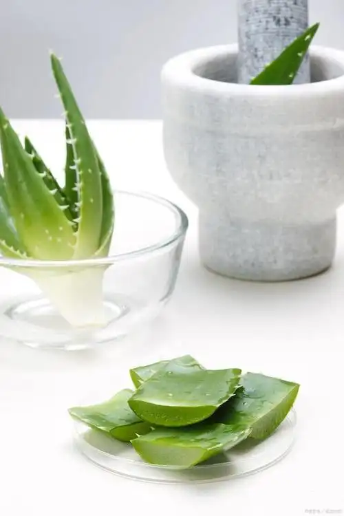 芦荟能美容是众所周知的事情,它能滋养细嫩肌肤并能为皮肤补水,而且