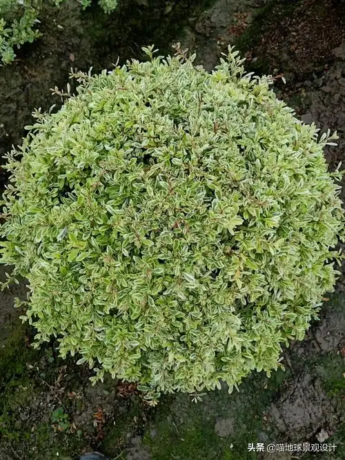 龙柏球图片(园林从业者必知的35种常见球类灌木植物)