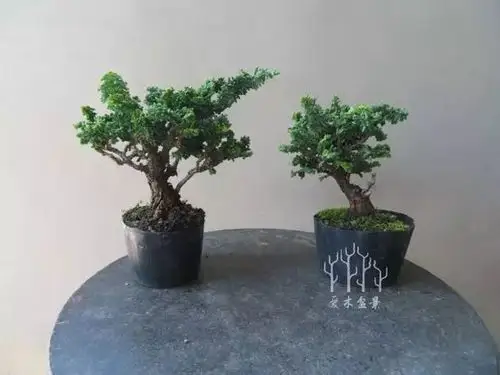 微型石化桧盆景修剪蟠扎看看前后有多大差别
