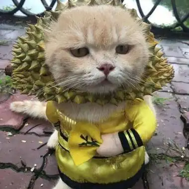 冷酷猫头像霸气高冷孤独头像猫