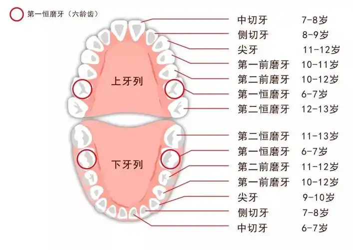 孩子长了双排牙我后悔莫及最伤孩子牙齿的不是糖竟然是