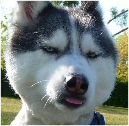 你知道和哈士奇一起生活是种什么样的体验吗?哈哈哈……笑惨了|哈士奇