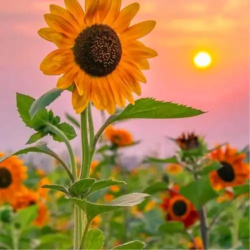 2023阳光正能量的头像 2023年正能量励志头像图片_励志头像_头像屋