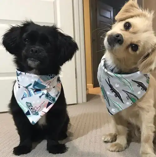 狗狗歪头是啥意思?卖萌还是生病了?