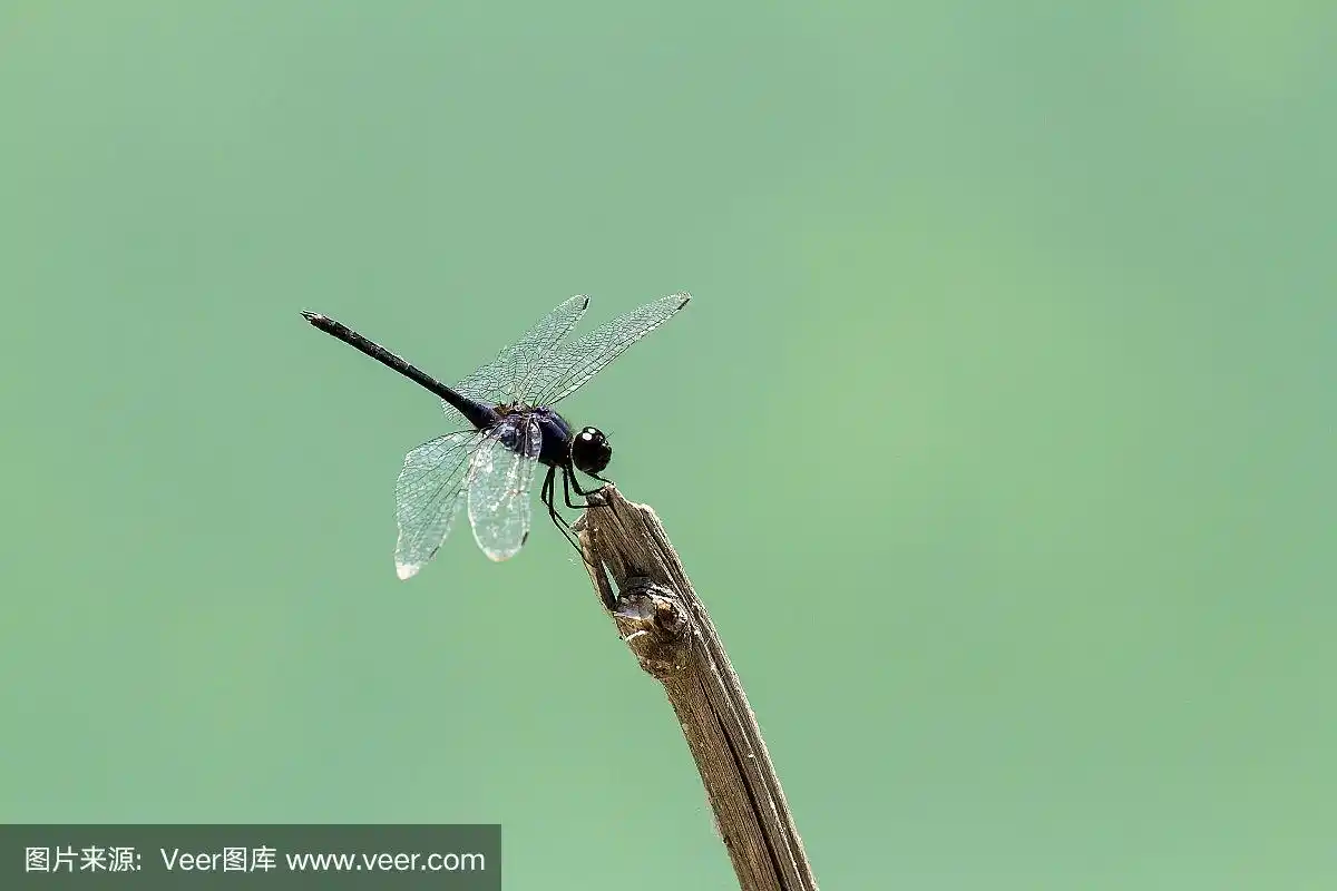 蜻蜓,黑色,褐色,动物嘴,水平画幅