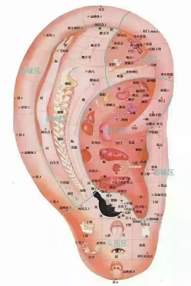 身体在耳朵的分布图想要了解更多关于中医耳诊的相关内容,敬请收听fm