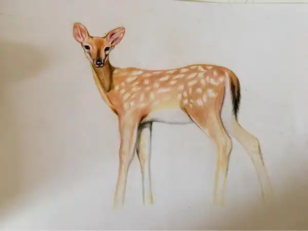 彩铅梅花鹿有步骤