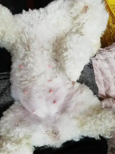 一个多月了,它最近很黏人,行动特比较慢,不喜欢公狗靠近,这是怀孕了吗