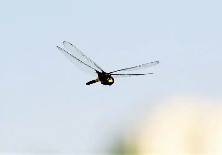 红蜻蜓,黄蜻蜓,自由飞翔蓝天中