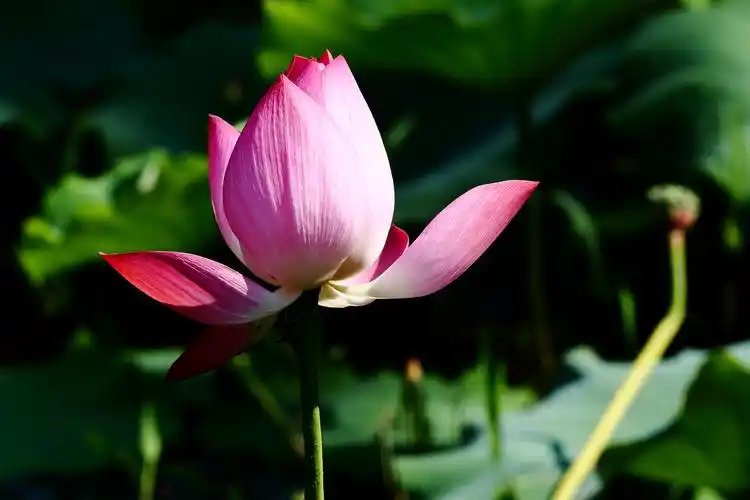 荷花图片 花卉,鲜花,花朵,莲花,荷花