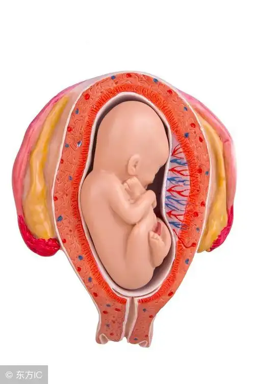 胎盘前壁和后壁哪个安全?4个有趣的说法,注意4点孕期都不是事