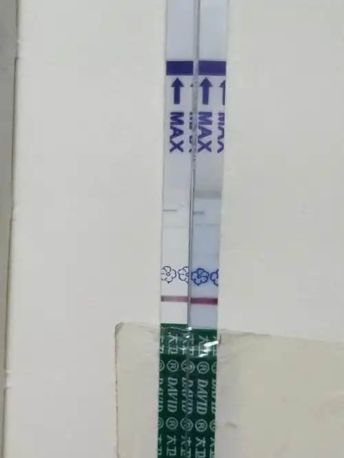 拉布拉多 #大卫早孕试纸  #早孕