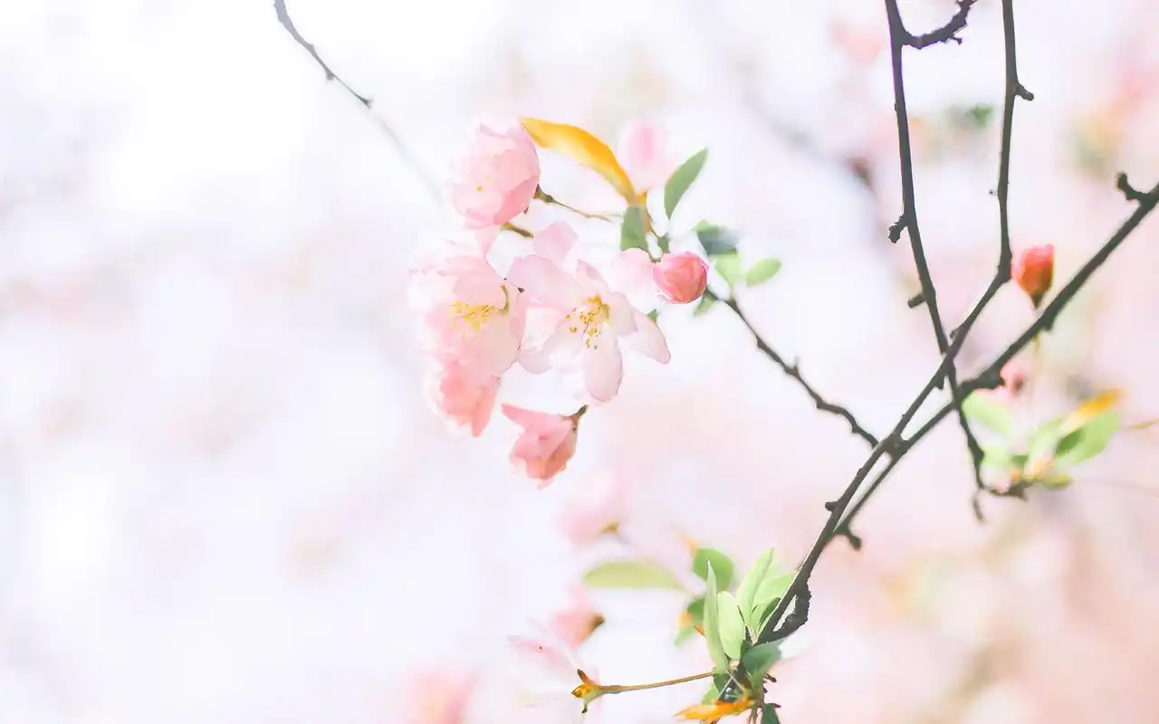 绿色小清新风景电脑桌面壁纸高清大图预览1920×1200_风景壁纸下载_美