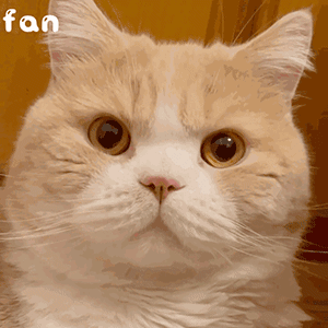 表情包无白底无需下载长按发送即可生成表情温馨提示如何快速添加表情