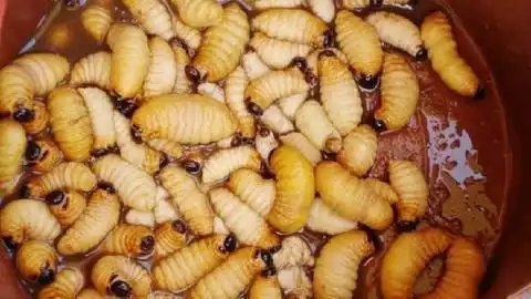 一棵树加一把斧头就可以找到的营养早餐