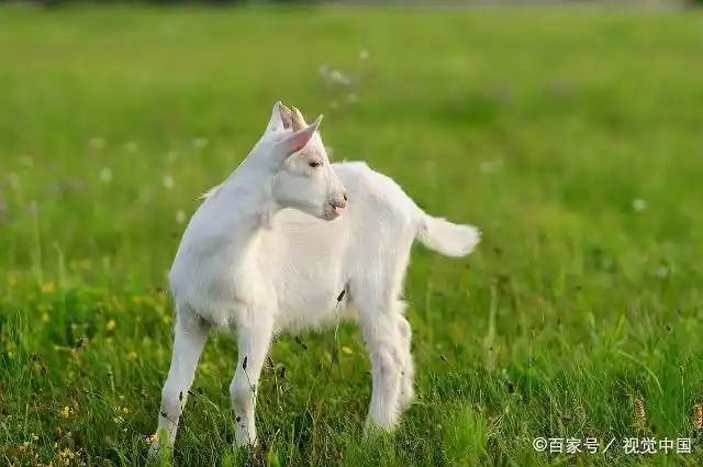 我家养的一只小山羊