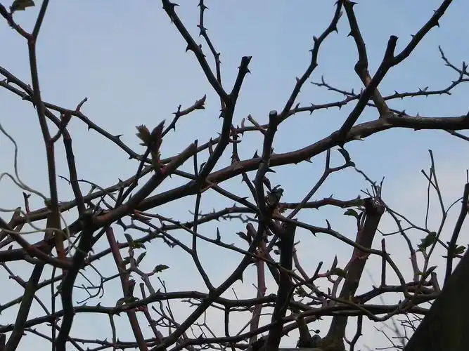 "荆棘"的"荆"组词为:荆条,拙荆,负荆,识荆,荆布 拼音:[jīng ] 释义