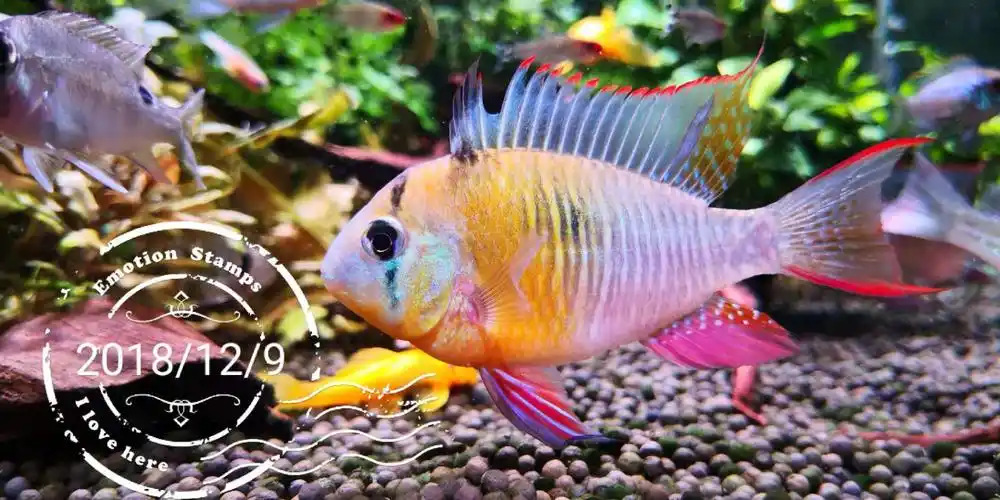 玻利维亚凤凰也好看