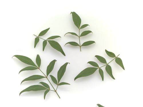 新鲜绿叶南天竹 绿南天 西餐日料刺身摆盘装饰花草点缀