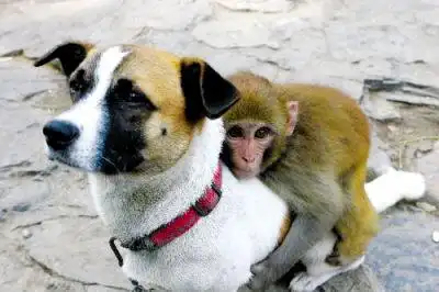 猴子和狗【相关词_猴子和鳄鱼】