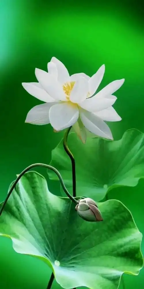 精品「绿色护眼」全屏高清无水印壁纸