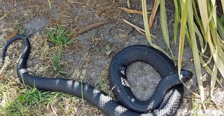 这种毒蛇战斗力凶猛,据说比东北虎还强,捕蛇人都不敢对它下手