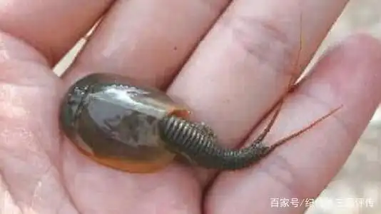 鲎虫的真相,从极远之古流传至今的奇特本能