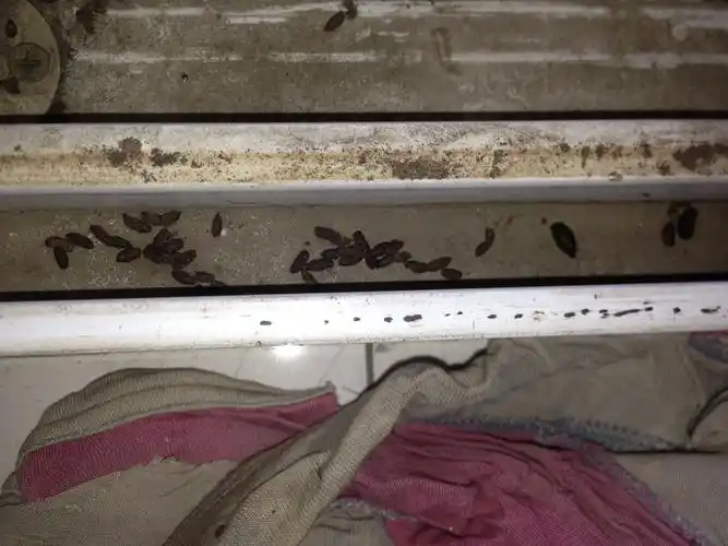 这些粪便出现好长时间了,还有就在窗户上面好像有蝙蝠做窝,昨天晚上还