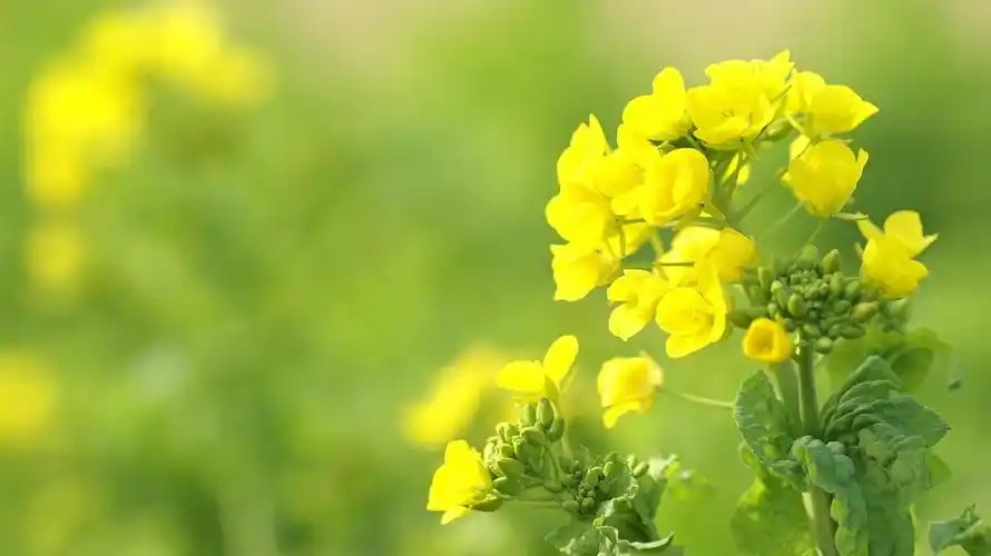 油菜花摄影美图,看着很舒服,可以用来做壁纸哦